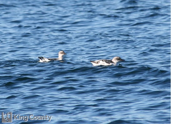 Photo of Cepphus columba